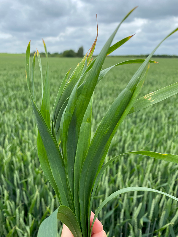 Hånd der holder en buket af hvedeblade